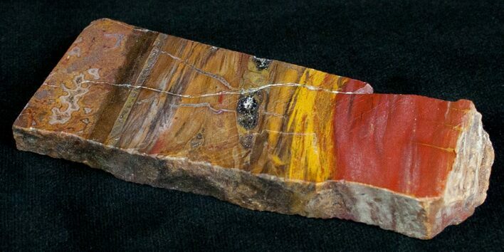 Red Araucaria Petrified Wood Slab #6833